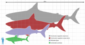 320px-Megalodon_scale1